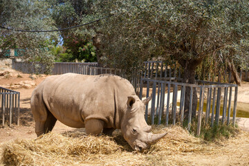 White rhinoceros standing in its enclosure at the zoo, close up portrait © kate