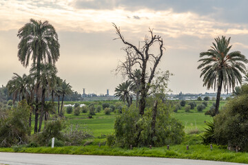 Fototapeta premium Date palm trees and bare dead tree in green agricultural field under overcast sky. Beautiful rural valley landscape with olive grove during winter low season, Larnaca region, Cyprus.
