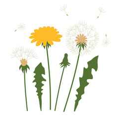 dandelion (Taraxacum officinale) in all stages of development, simply botanical illustration showing bud, flower, and seed head, perfect for scientific, educational and nature design projects  © chrupka