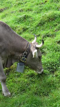 Dairy cow grazing in slow motion
