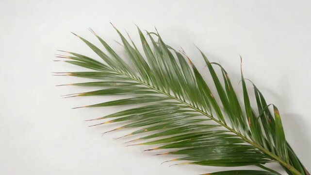 Green Palm Leaf Moving on Clean White Background for Tropical Nature Visual