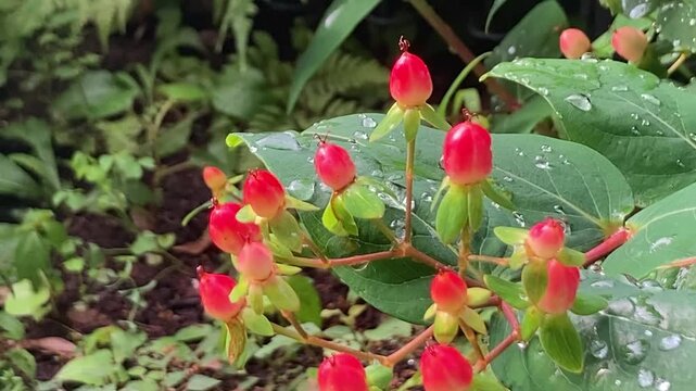 Macro shot of bright red hypericum berries with sparkling raindrops on green leaves silent