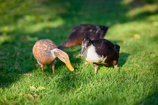 Three domestic Indian runner ducks forage on vibrant green grass under natural sunlight. Two ducks, one brown and one black and white, are prominent in the foreground, while another is in the backgrou