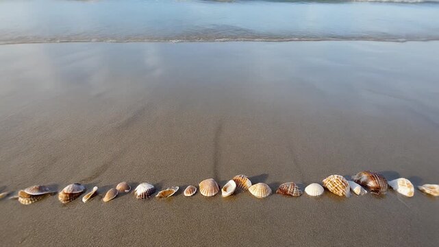 Seashells Lined Up on Wet Sand by Ocean Water