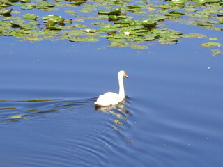 Obraz premium Swan and waterlilies