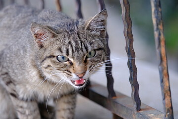 Obraz premium Cute Stray Cat Photo İn The Park