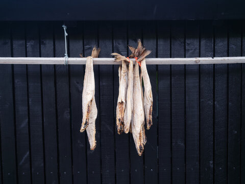 Traditional Nordic dried fish hanging on wooden racks outdoor. Scandinavian stockfish curing process in the fresh air with a rustic timber background.