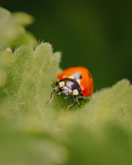 Fototapeta premium ladybug on a leaf