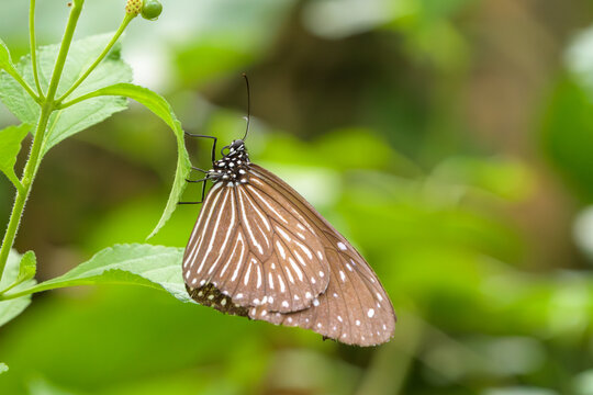 Chestnut Tiger Butterfly Resting on a Fresh Green Leaf in Nature with Soft Blurred Background
