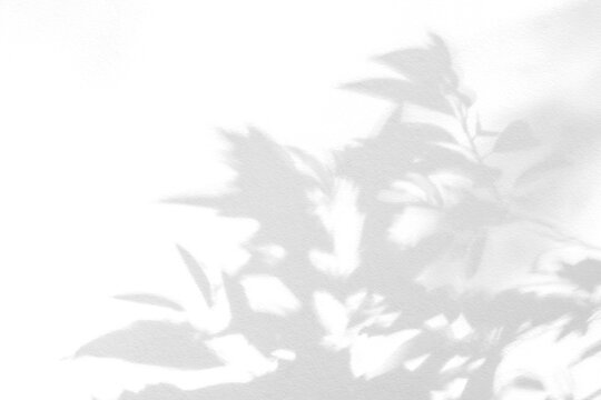 Leaf shadow and light grey background. Nature tropical leaves plant tree branch shade sunshine on wall. Sunlight on white wall texture for background wallpaper, shadows overlay effect foliage mockup