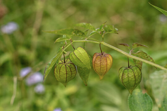 Ground Cherry (Physalis angulata), Wild Ground Cherry with Natural Garden, wild plants and natural medicine