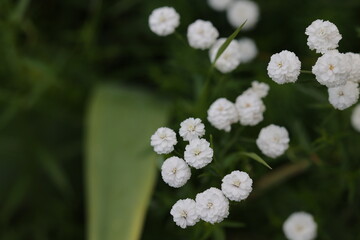 Magnifique fleurs  d'achillée sternutatoire ou achillea ptarmica 'Perry's White' © NebulaPhotographies