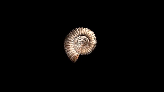 Ancient Ammonite Fossil Rotating Macro View of Prehistoric Specimen