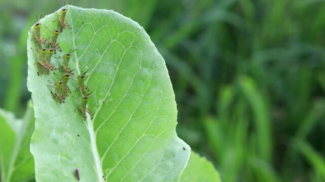 Young Grasshopper Nymphs in the Garden