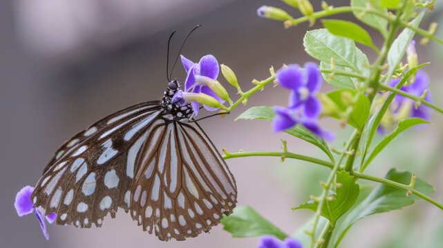 Beautiful Close Up of a Chestnut Tiger Butterfly Pieris Gathering Nectar from Purple Flowers Nature Background