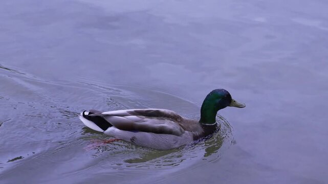 Male mallard duck swimming away and leaving wake in calm green water of urban park pond