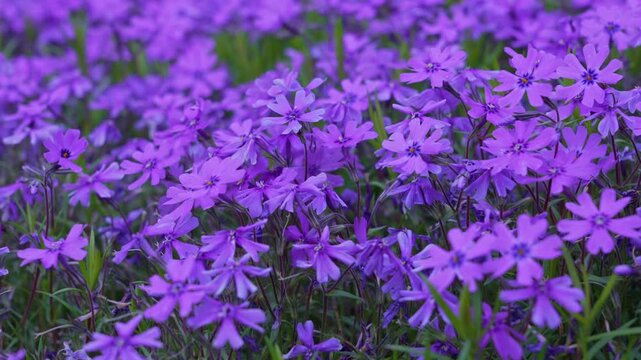 Close-up of vibrant purple creeping phlox flowers blooming in dense cluster among green leaves in spring garden