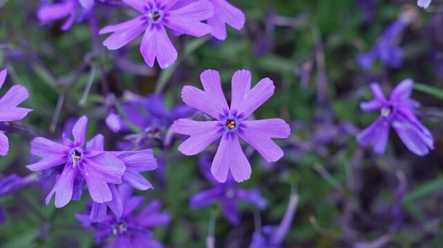 Macro view of vibrant purple creeping phlox flowers with five petals blooming among green leaves in garden. Close-up
