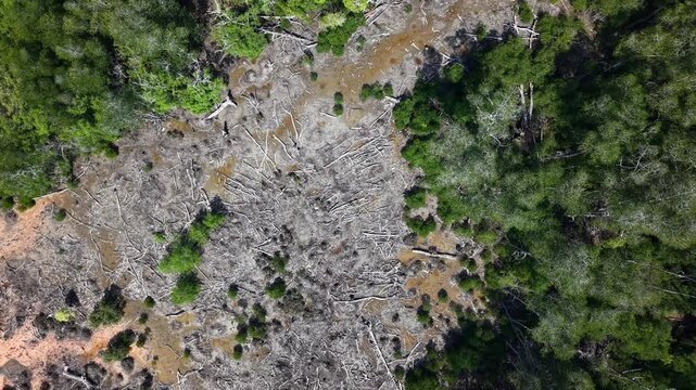Aerial showing deforested area with numerous tree stumps and green forest, highlighting environmental impact and loss of natural habitat.