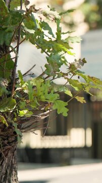 Vertical video: Framing branch sharp at sunlit path, light top adult passing white bike, copy space