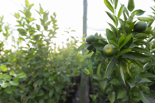 Citrus branch is bearing unripe green fruit and showing glossy leaves in nursery rows, backlit