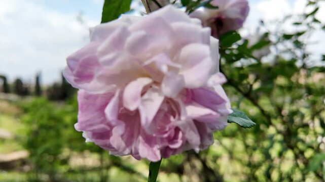 Cinematic Close-up Of Cecile Brunner Rose In A Garden