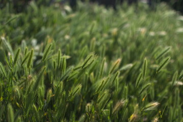 Obraz premium Close-up view of lush green grass blades gently swaying in the wind under soft sunlight, creating a serene and calming natural landscape with a blurred.