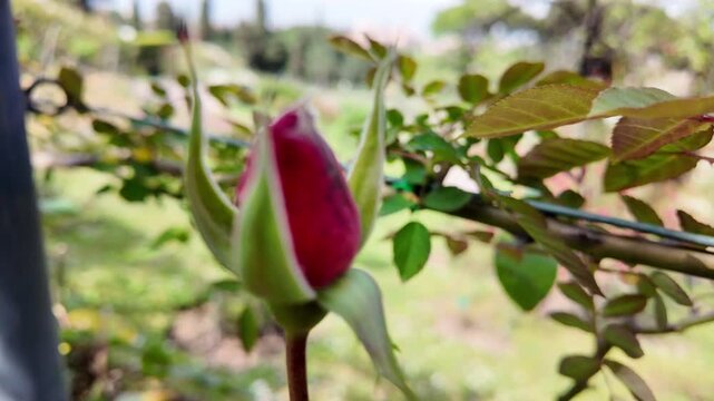 Extreme close-up macro shot of red rose bud