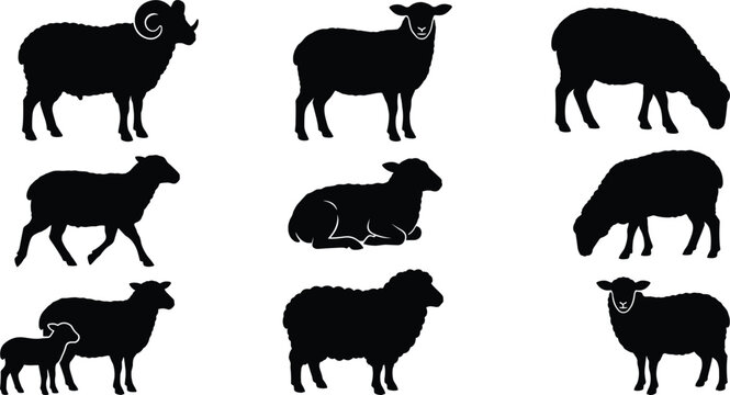 Sheep and Ram Silhouette Vector Icon Set Featuring Lambs Grazing Walking and Standing for Livestock Farming and Countryside Graphic Designs