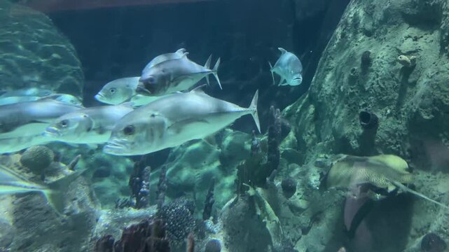 Crevalle jack Caranx hippos swim in a school near a spotted porcupinefish Diodon hystrix resting on the reef. Marine biodiversity, tropical aquarium, underwater ecosystem, ocean wildlife, aquatic life
