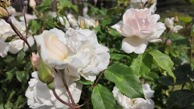 Cinematic Close-Up Of A Blooming White Iceberg Rose