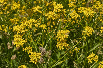 Fototapeta premium Barbarea vulgaris (lat. Barbarea vulgaris) is blooming in the meadow. Inflorescence Barbarea vulgaris.