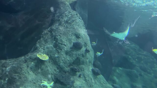 Stingray Batoidea sp swimming in a large aquarium above reef rocks and tropical fish. Marine wildlife, ocean life, aquatic biodiversity, underwater habitat, aquarium exhibit.