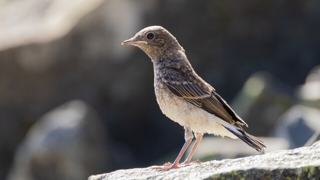 Juvenile Cyprus wheatear (Oenanthe cypriaca) endemic bird perched on a rock, wildlife in Cyprus in June.