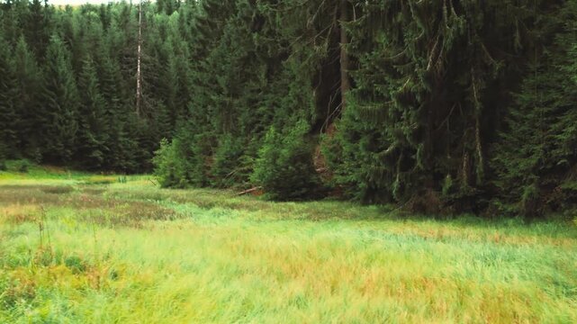 Beautiful panoramic view of a quiet forest river surrounded by deep green pine woods and wild meadow grass.
