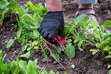 Fototapeta premium a gardener in a black glove harvesting a cluster of fresh, vibrant red radishes directly from the soil in a garden bed.