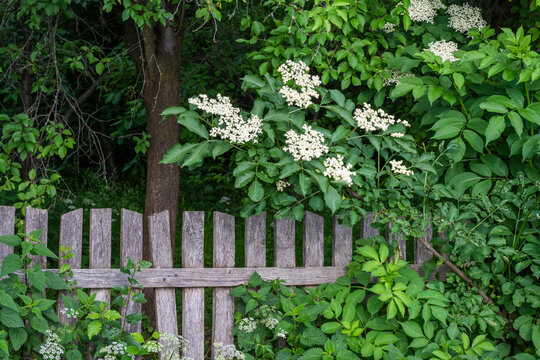 a blossoming elderberry shrub with clusters of delicate white flowers, set against an aged, rustic wooden fence in a garden setting.