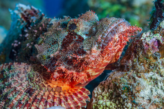 Macro photography of a venomous bearded scorpionfish or stonefish in the tropical waters of the Red Sea.