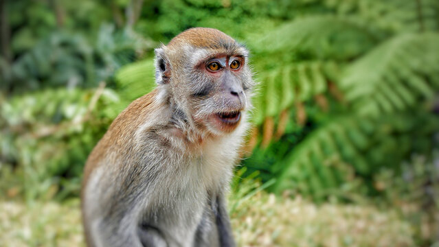 Close-up portrait of a long-tailed macaque in lush tropical rainforest vegetation, captured in its natural habitat within the biodiverse forests of Sumatra, Indonesia.