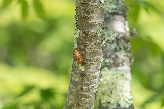 Cicada Shell on Tree Trunk with Fresh Green Leaves in Summer