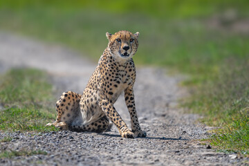 Male cheetah getting up from gravel track © Nick Dale