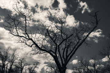 Obraz premium Black and White Tree Silhouette Against Dramatic Clouds