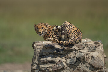 Male cheetah lies on cairn curling tail © Nick Dale