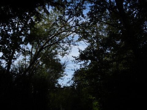The trees create a natural arch framing a bright patch of blue sky. The dense foliage contrasts shadow and light, giving the feeling of a sheltered forest refuge. 