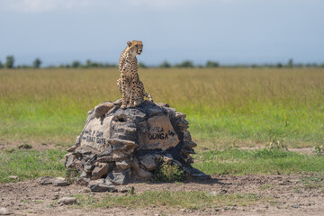 Male cheetah sits looking round on cairn © Nick Dale