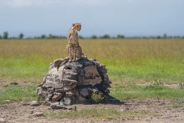 Male cheetah sits looking round on cairn © Nick Dale