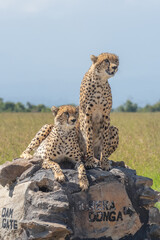Male cheetahs sit and lie on cairn © Nick Dale