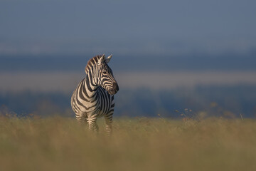Fototapeta premium Plains zebra with catchlight stands on horizon