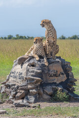 Two cheetahs lie and sit on cairn © Nick Dale