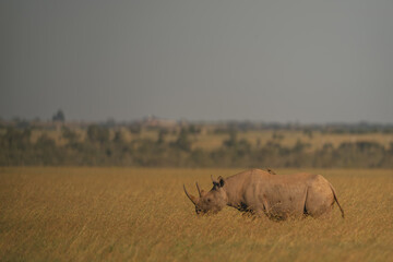 Red-billed oxpecker on back of black rhino © Nick Dale